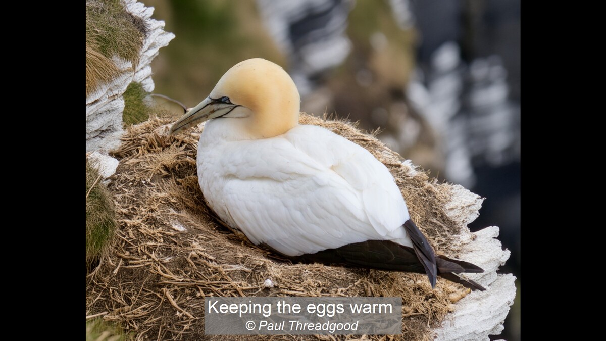 Keeping the eggs warm